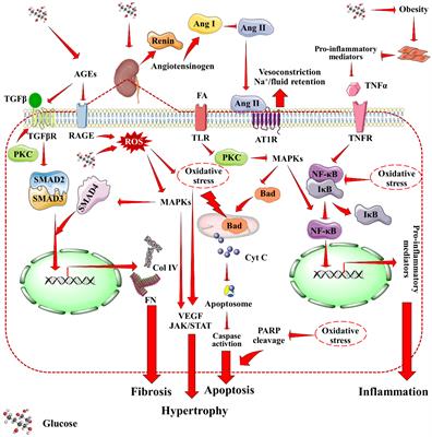 Nanomedicines for the management of diabetic nephropathy: present progress and prospects